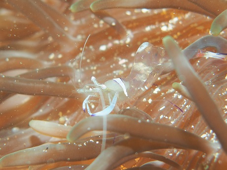 5 23 香川県よりダイビングショップのブルーブルーの皆さんが来てくれました Hirabae Divers ヒラバエダイバーズ