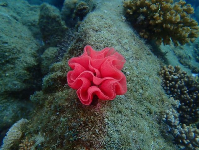 Hirabae Divers ～ヒラバエダイバーズ～ | HirabaeDiversは愛媛県